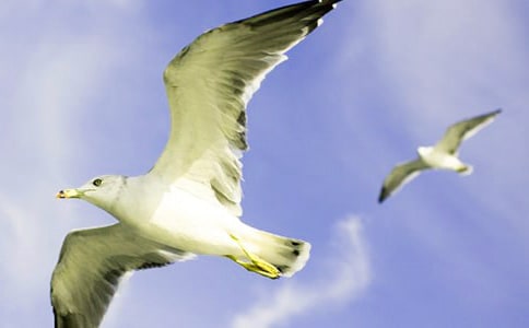 海鸥乔纳森读后感15篇