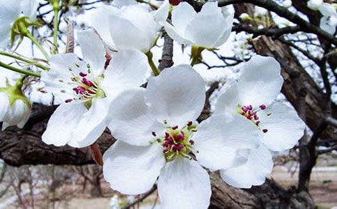 心中那朵未眠的海棠花--《花未眠》赏析(网友来稿)