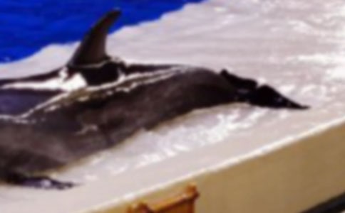 《海豚救人》教学反思