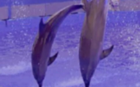 ����˵����