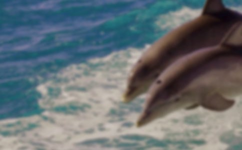 ��������ˡ��̰�