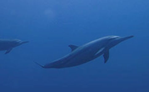 ������ɫ�ĺ��ൺ���и�