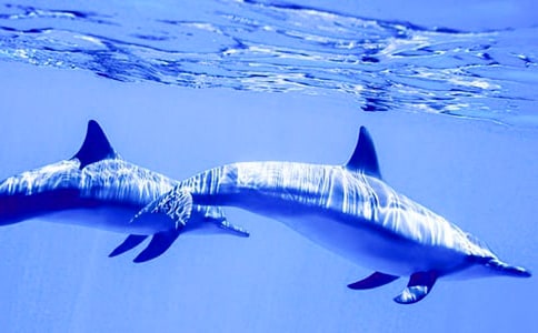 ����ɫ���ൺ�������