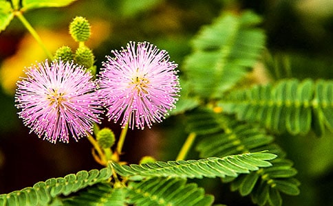 ���߲�Сѧ���Ļ���ƪ