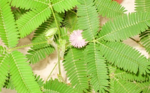 �۲캬�߲����꼶���Ļ�����ƪ