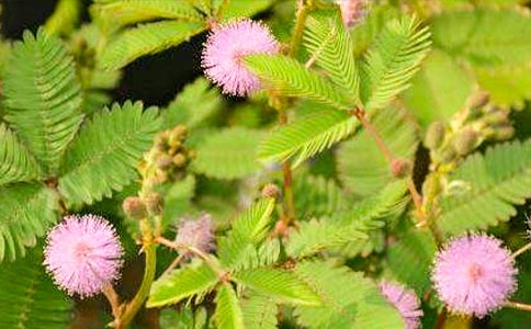 含羞草小学作文锦集【7篇】