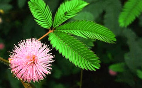 �йغ��߲�Сѧ����6ƪ