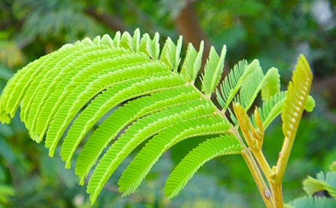 ��ѡ���߲�Сѧ���Ļ���9ƪ