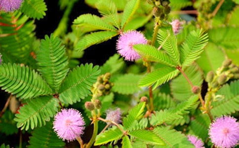 ���߲�Сѧ����(����6ƪ)