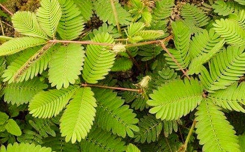 ���߲ݶ��꼶����300��5ƪ