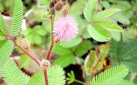 ���߲ݵ��ռ�15ƪ