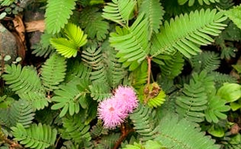 �йغ��߲�Сѧ������ƪ