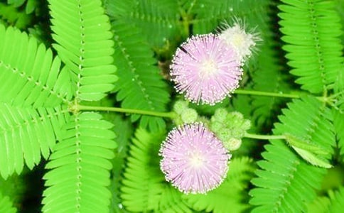 【精选】含羞草小学作文三篇