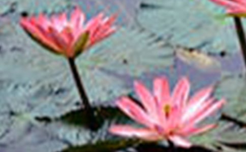 ��ѡ�ɻ�Сѧ����300�ּ��Ͼ�ƪ