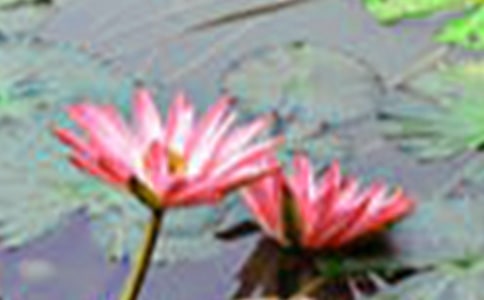 【推荐】荷花小学作文3篇