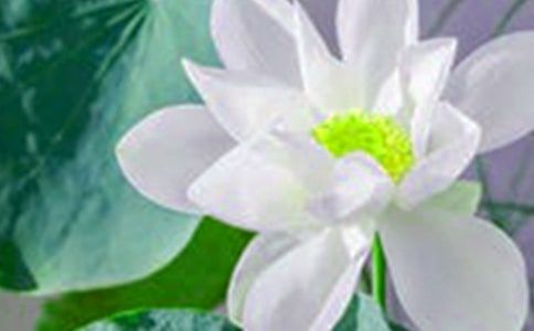 �йغɻ�Сѧ���Ľ���6ƪ