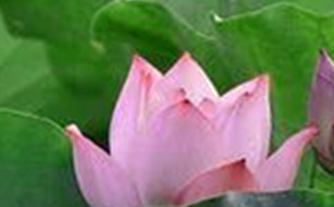 �����š��ɻ�Сѧ���Ľ���6ƪ