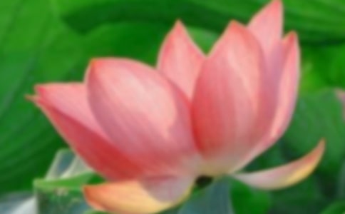 �ɻ�������̰�