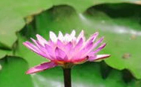 精选荷花小学作文汇总6篇