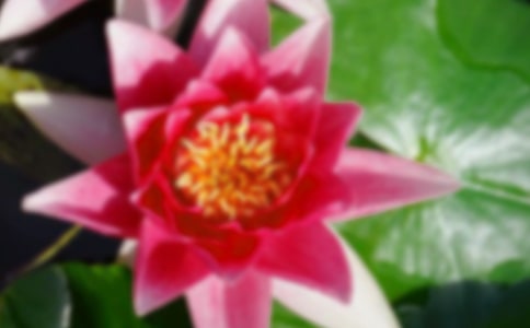 �ɻ�Сѧ����600�ּ���5ƪ