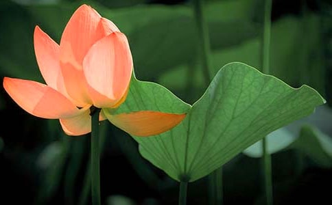 ��ѡ�ɻ�Сѧ����400�ֽ���9ƪ