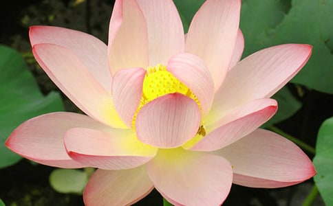 荷花小学作文(汇总6篇)