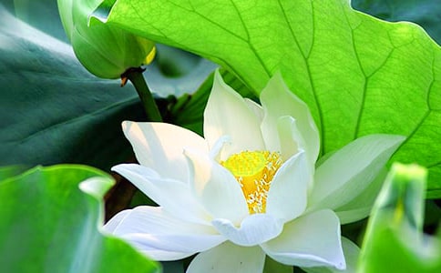 ���Ƽ����ɻ�Сѧ���Ľ���5ƪ