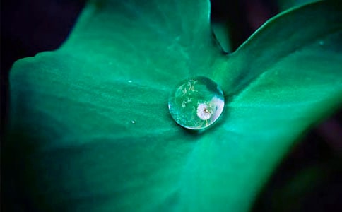 �����ţ�����ҶԲԲ����ѧ��˼