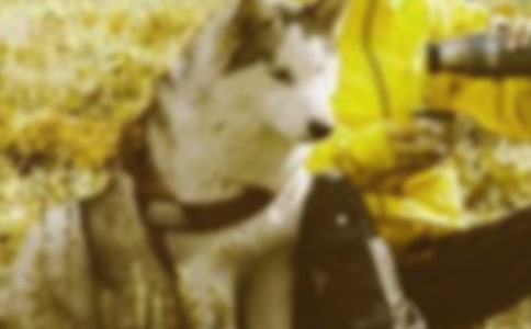 �ذ�Ұ����������г��԰ �̰���ѧ���