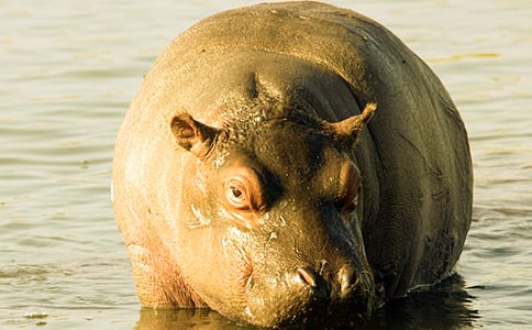 ������ԡ������峤��