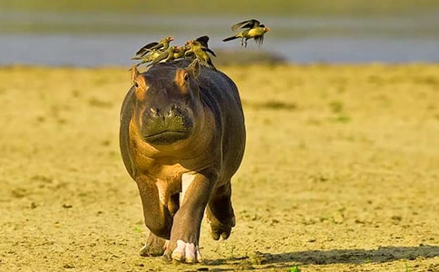 小河马和刷牙精灵教案