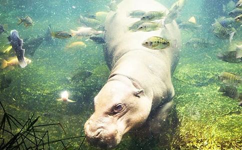 龙应台:给河马刷牙--母亲写给儿子的信