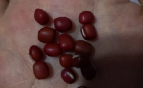 红豆发芽观察日记