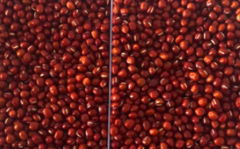 红豆发芽的观察日记