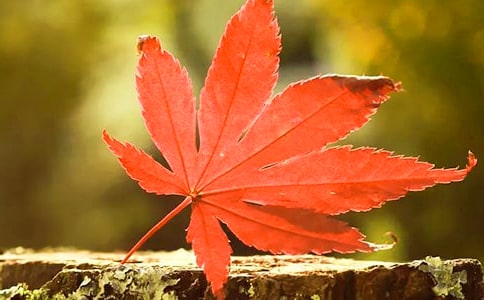 ɽ����Ҷ�ȵ��δ�