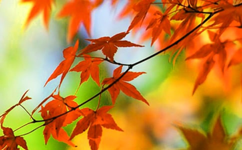 ��ҶСѧ����