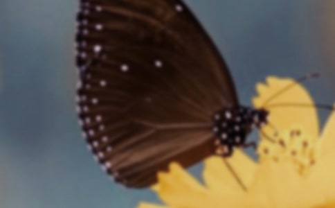 С��̰� �������ĺ�����