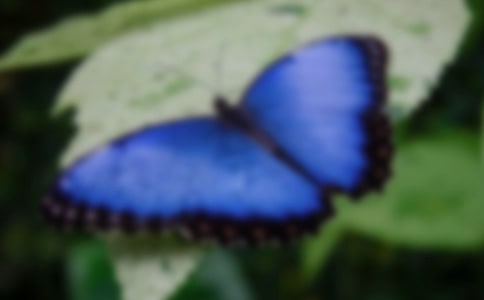 �����ĺ�����̰�