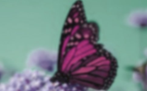 С��̰�����������