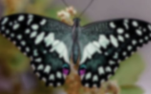 �����ĺ���С��̰�