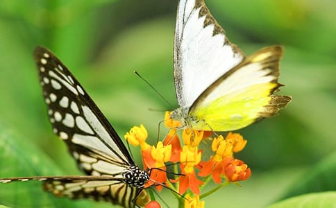 �а������̰��������һ�