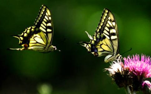 ���̰�����������