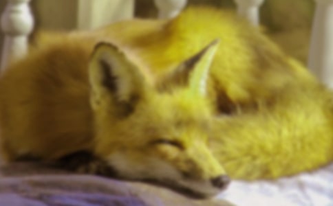 大班语言教案及教学反思《乌鸦和狐狸》