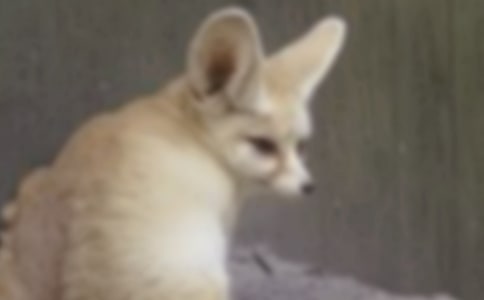 �а������̰�����С���꡷