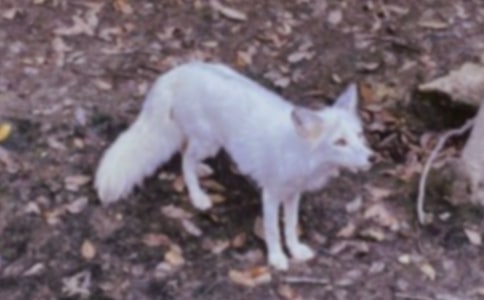 С�����ԡ�������۷俴�ҡ��̰�����˼