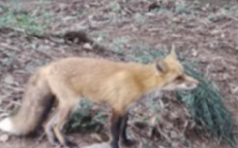 读《再被狐狸骗一次》有感