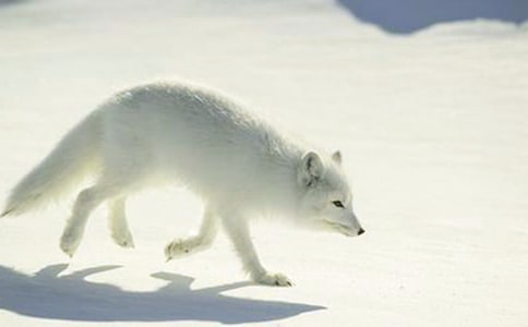 ���ٱ�����ƭһ�Ρ������15ƪ