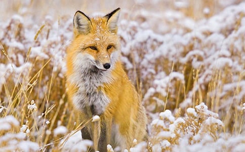 《狐狸和乌鸦》教案(精选3篇)