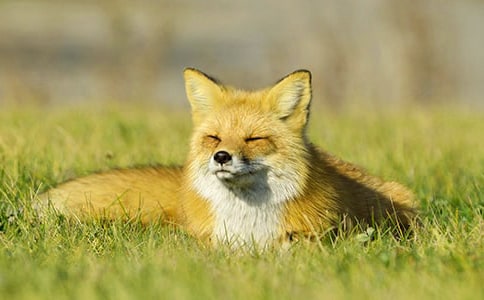 再被狐狸骗一次读后感