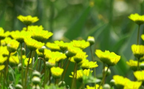 С��ճ������̰�